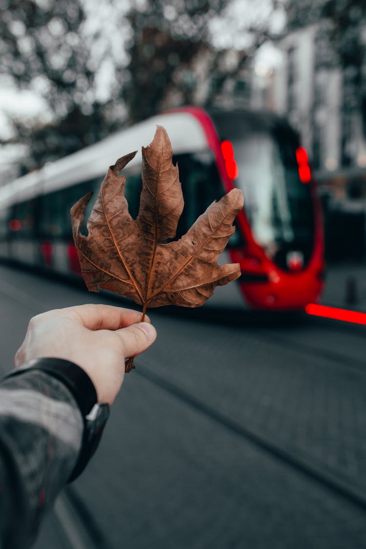 Crop Person With Leaf In Hand Standing Near Train