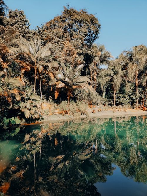 Free A peaceful tropical scene with lush vegetation reflected in still water, captured in MG, Brazil. Stock Photo