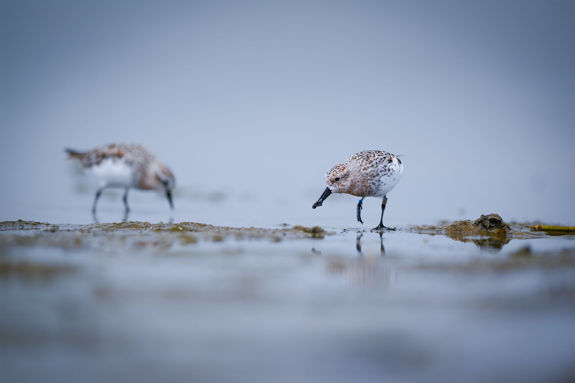 Waddennatuur mogelijk afgesloten voor publiek
