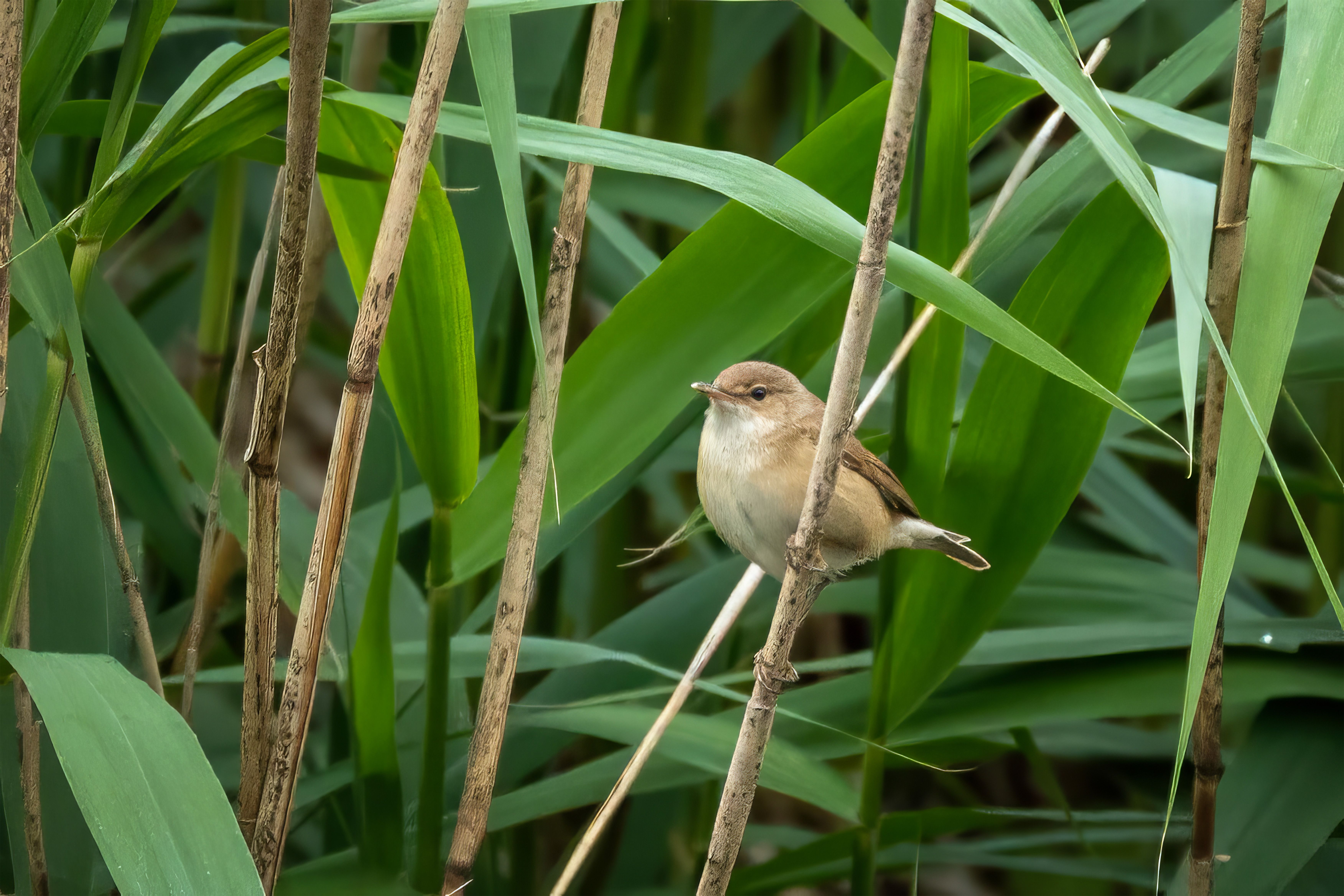 Reed Warbler Perched in Wetland Reeds · Free Stock Photo