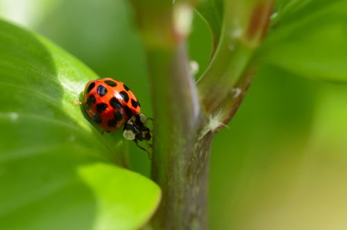 Free Vivid ladybug on a green leaf in garden, showcasing nature's beauty up close. Stock Photo