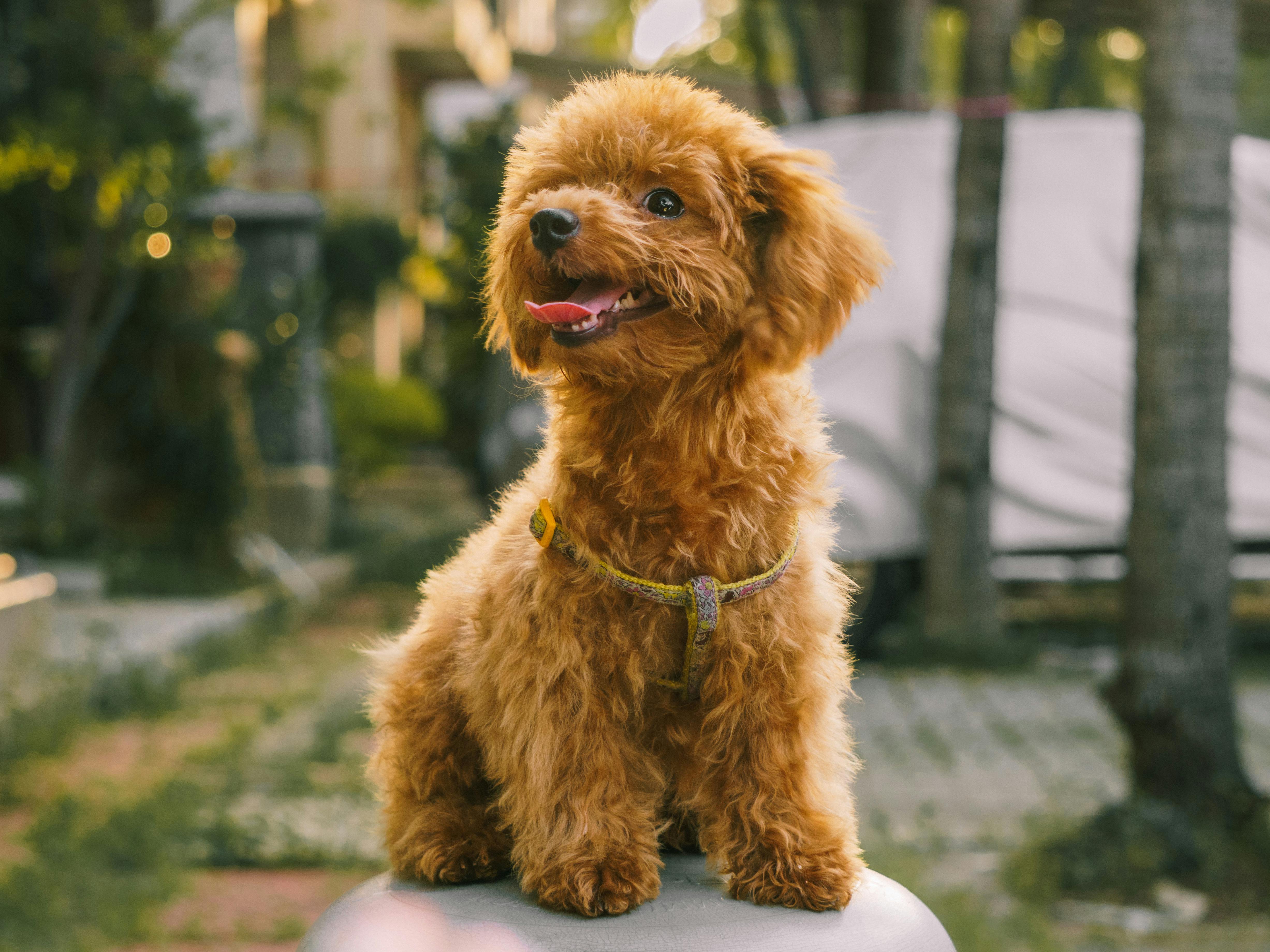 pet insurance veterinary expenses — Photo by lizhnni on Pexels