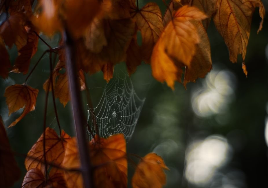spider web dew morning