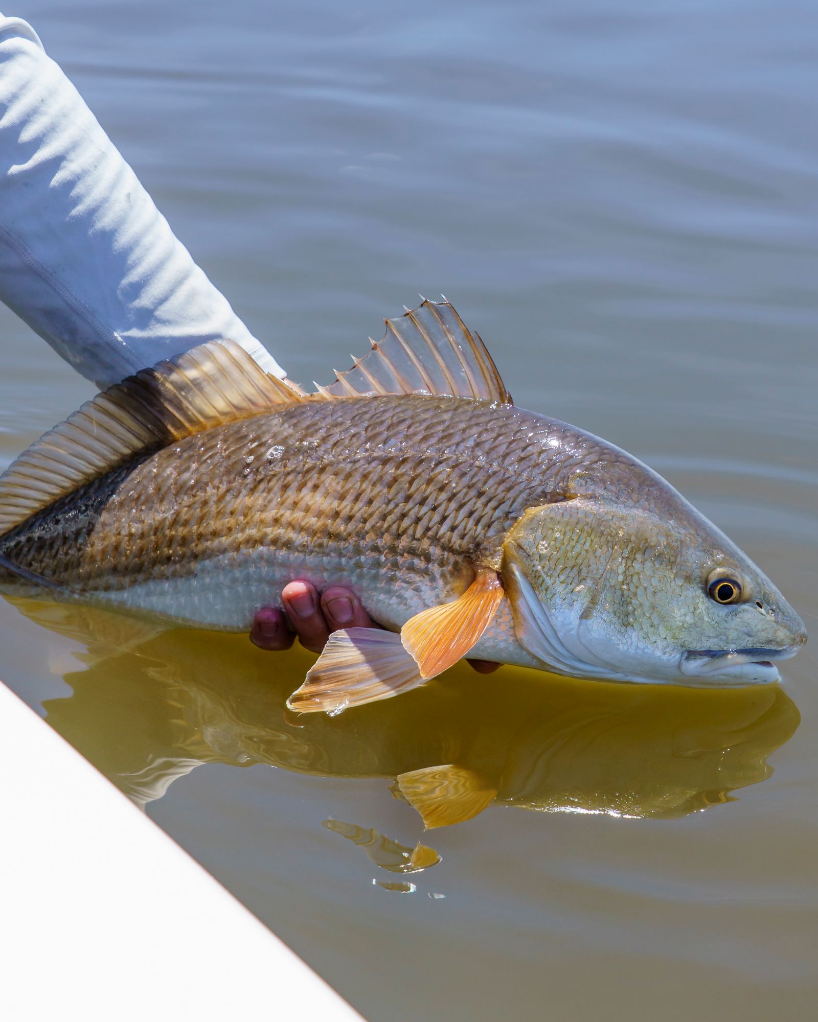 Angler holding a freshly caught red drum aboard a flats skiff