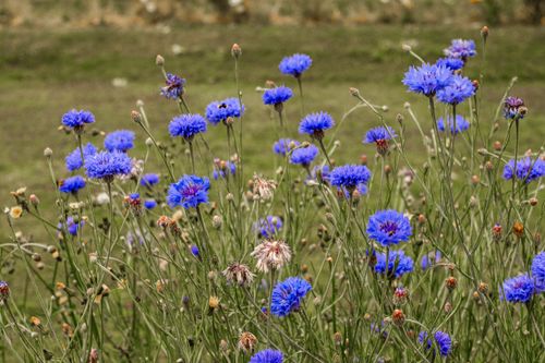 Free A beautiful close-up of vibrant blue cornflowers blooming in a lush green field, captured during the summer season. Stock Photo