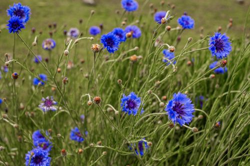 Free A cluster of vivid blue cornflowers blooming in a lush green field, ideal for nature-themed projects. Stock Photo