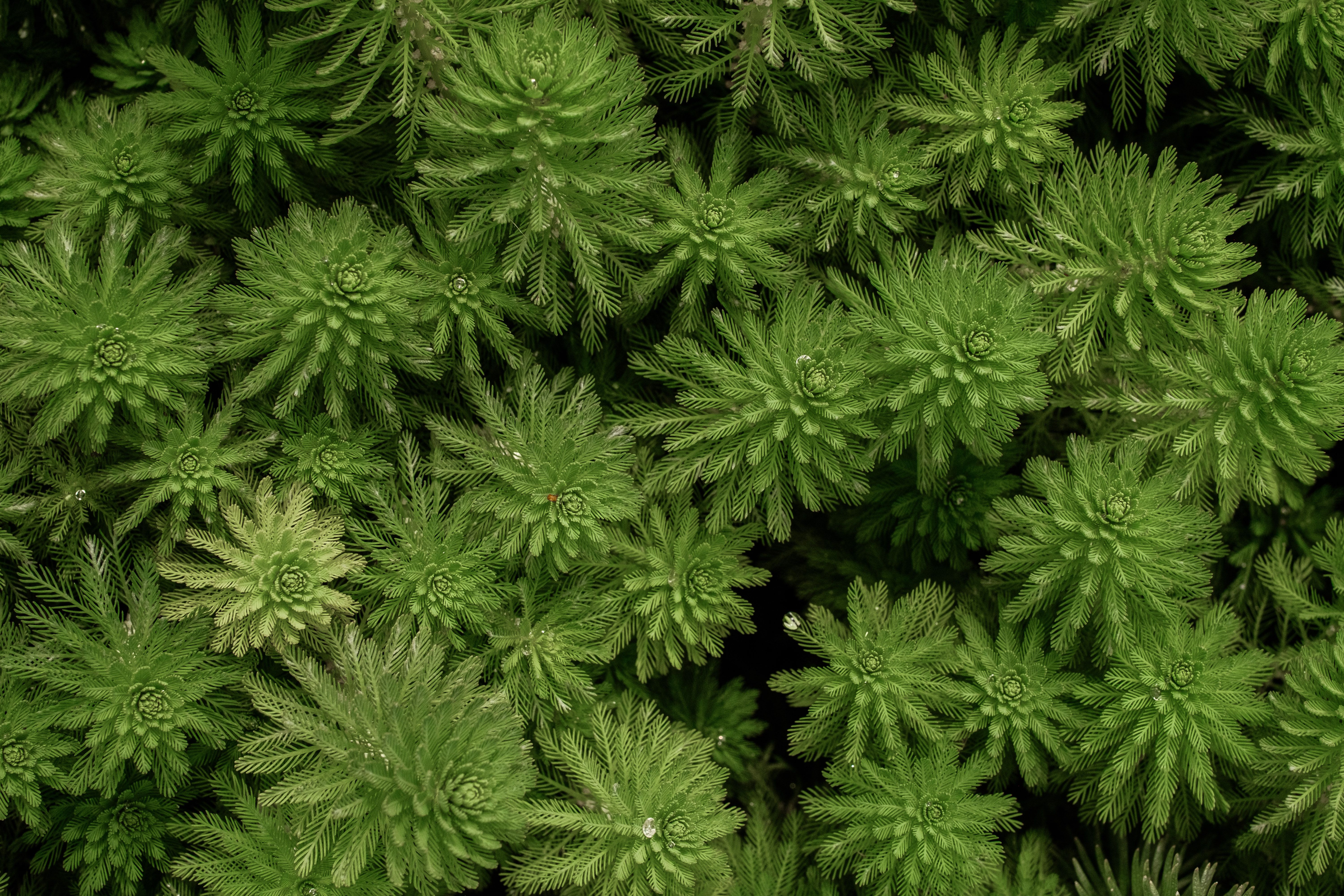 Verschillende waterplanten groeien in een thuisaquarium.