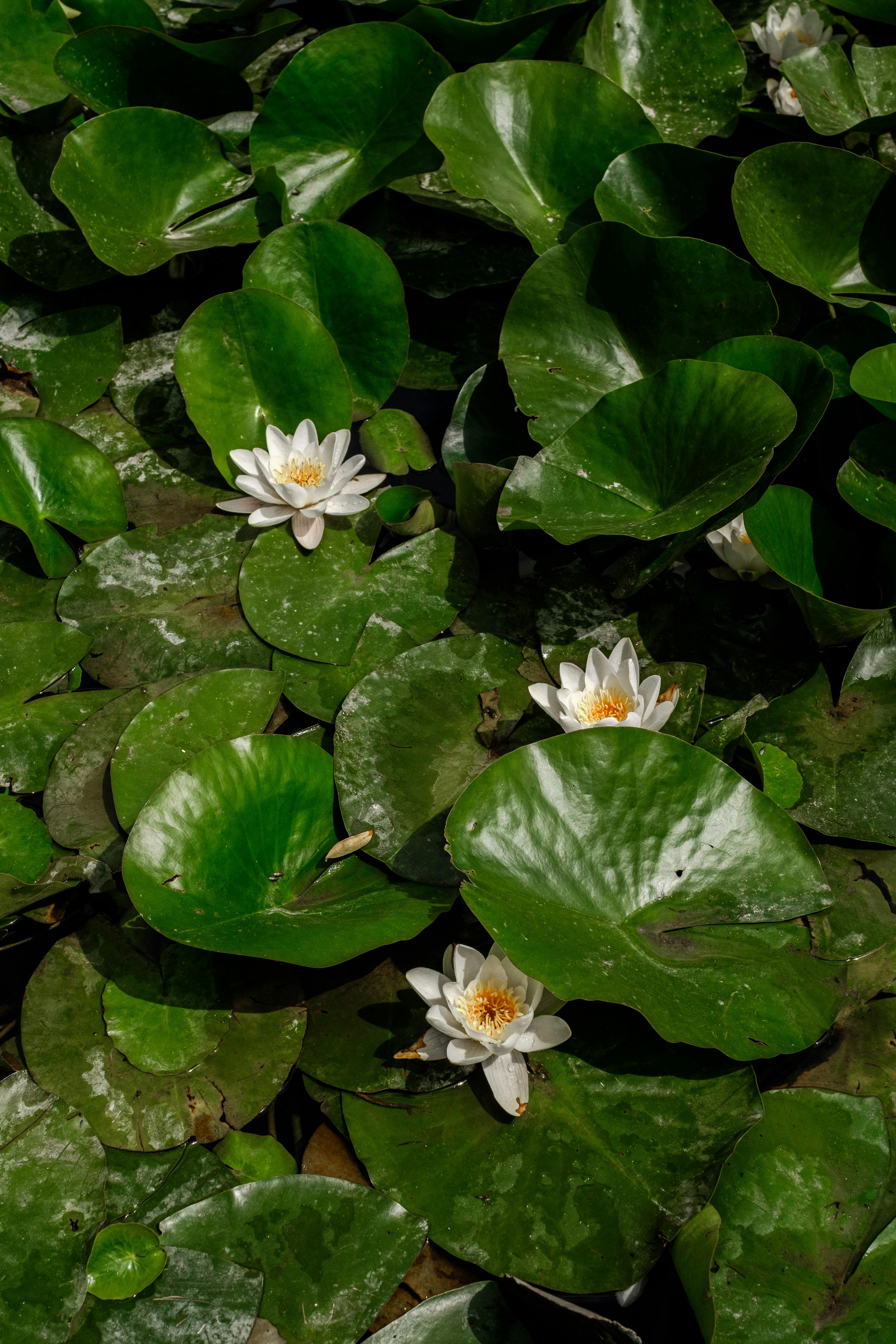 Tranquil scene of white water lilies amidst vibrant green lily pads in a serene pond setting.