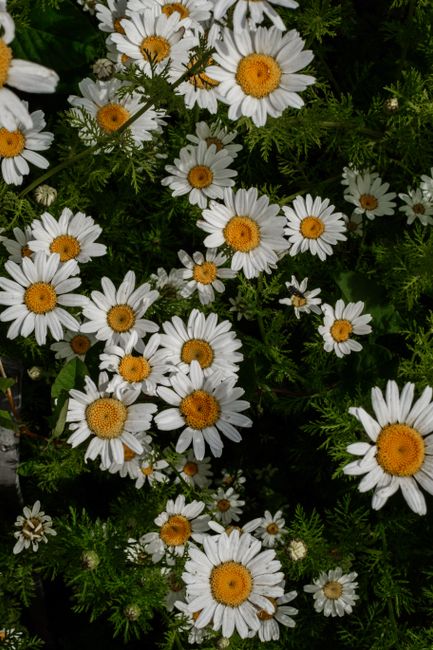 A vibrant collection of white daisies in a lush green garden setting, showcasing natural beauty and botanical charm.