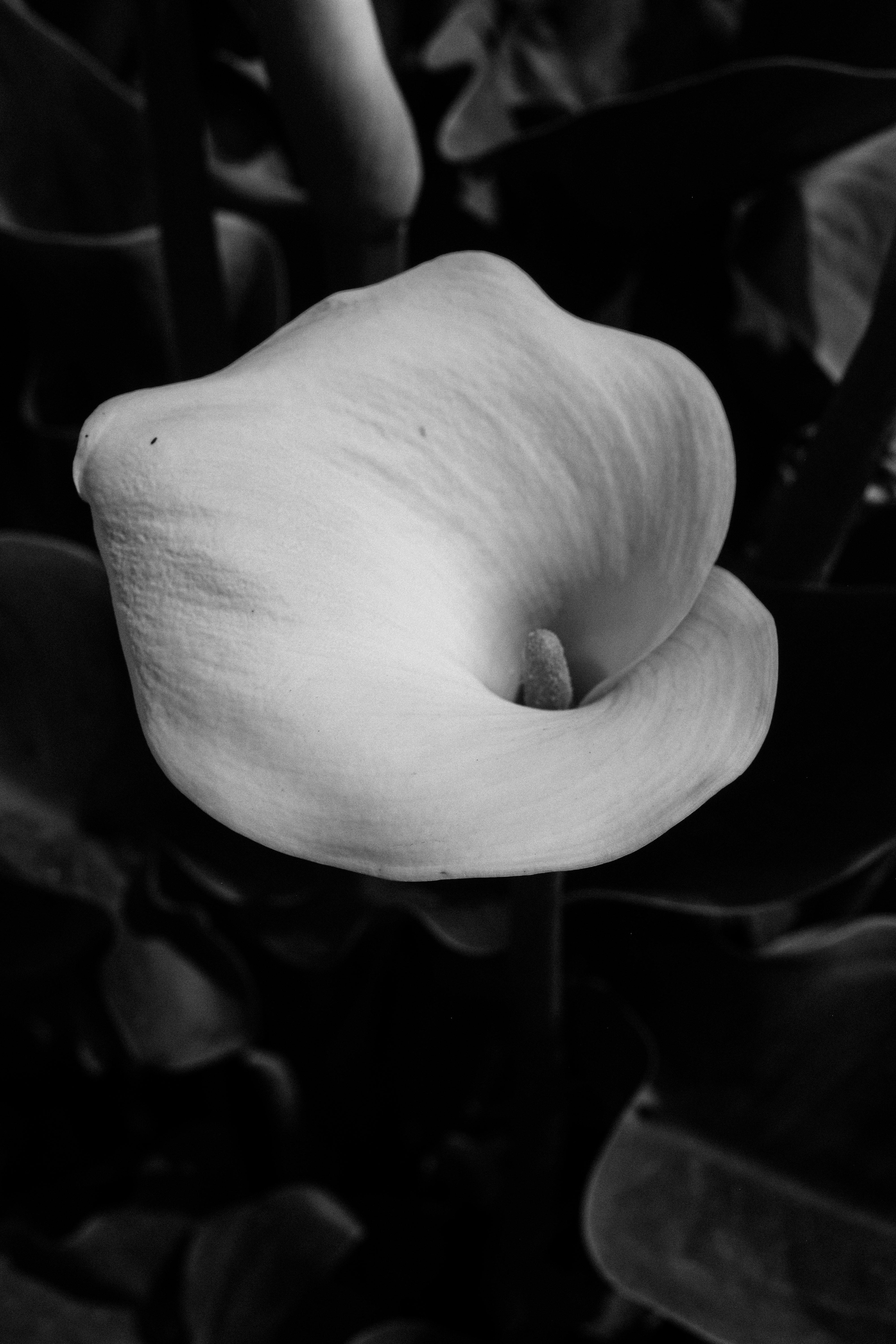 A striking black and white photograph of a calla lily showcasing its graceful curves and delicate texture.