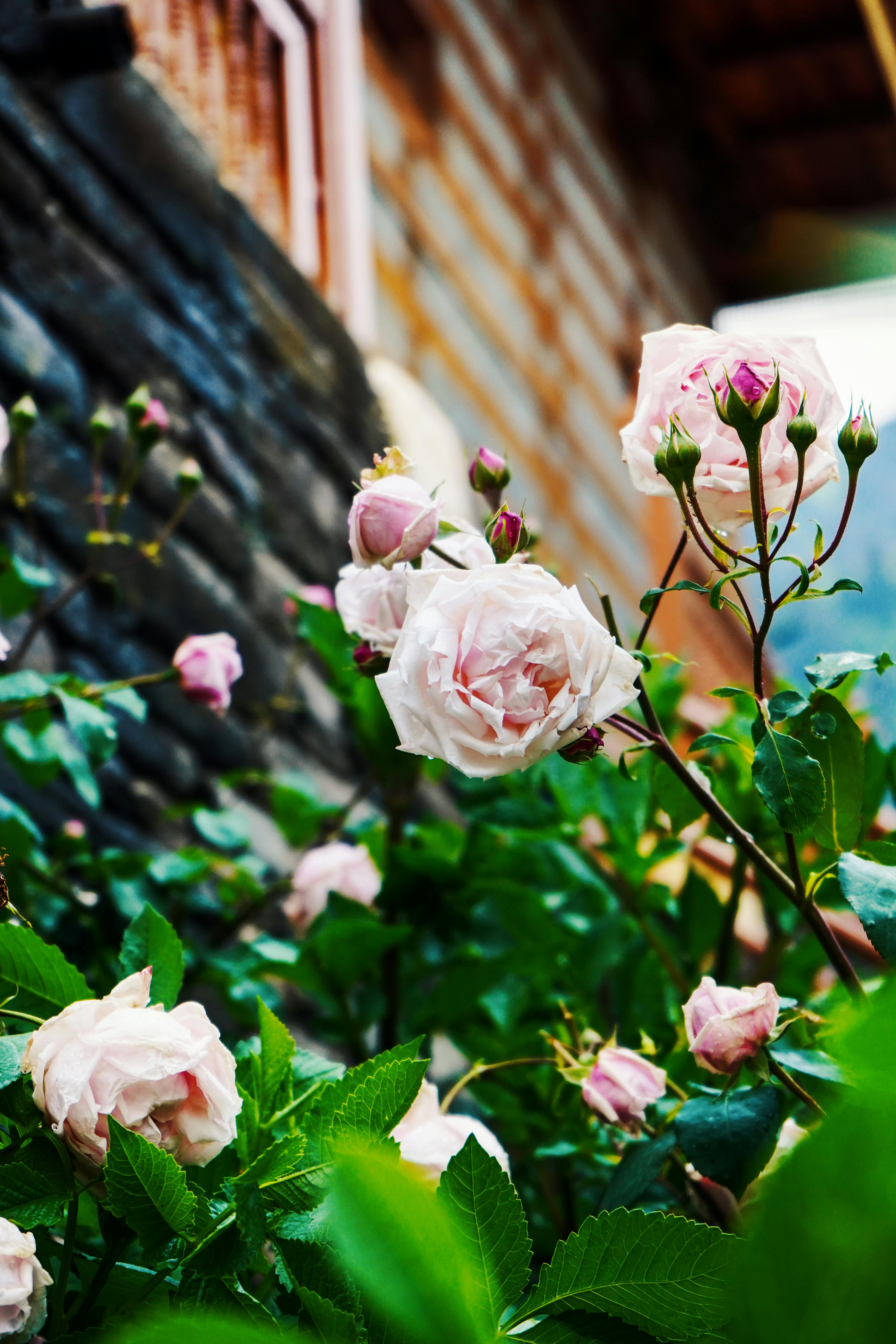 [ColoSach]-vibrant-pink-roses-in-full-bloom-against-a-rustic-wall,-capturing-a-serene-garden-scene.