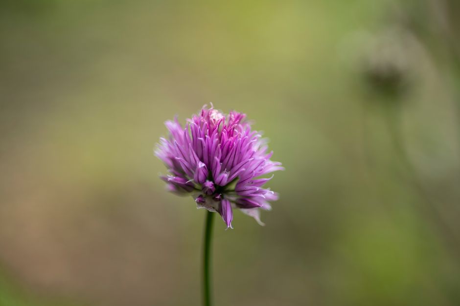 Purple wild leek flowers covering a mountain ridge under blue sky