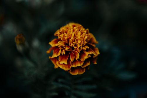 Free Close-up image of a vibrant marigold flower with rich, warm tones set against a dark background. Stock Photo