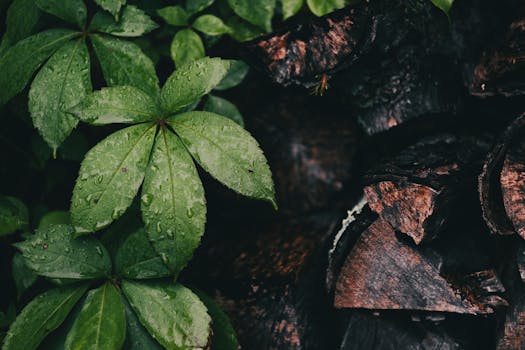 Close-up of green leaves with dew beside wet chopped wood, creating a natural contrast.