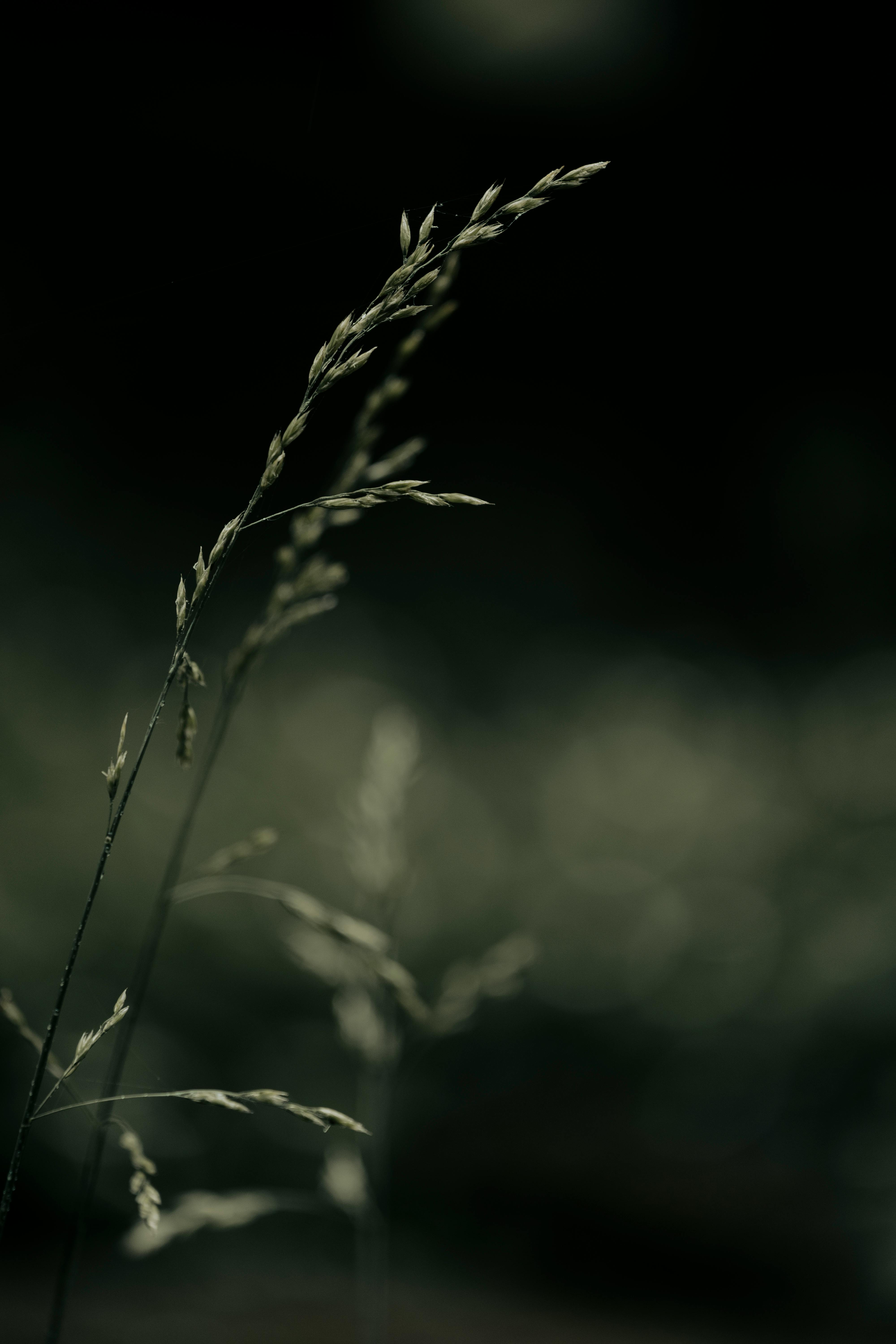 Close-up artistic shot of wild grass with a dark, moody background.