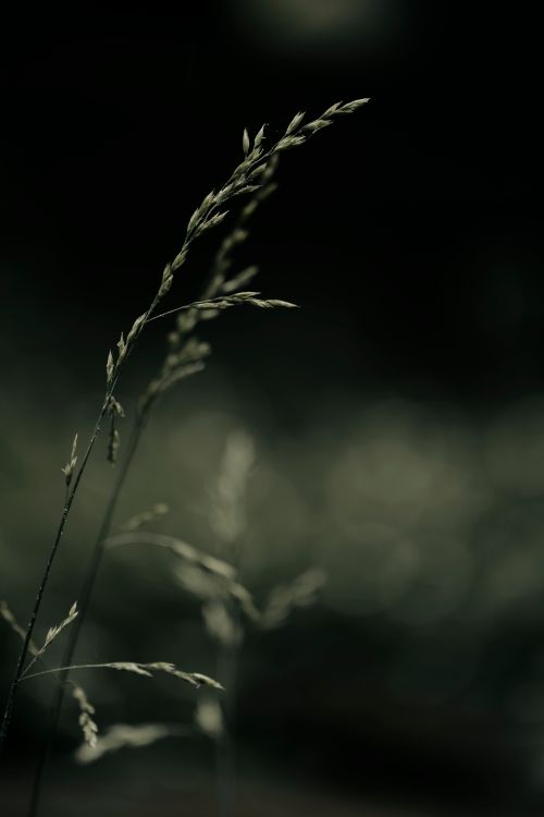 Free Close-up artistic shot of wild grass with a dark, moody background. Stock Photo
