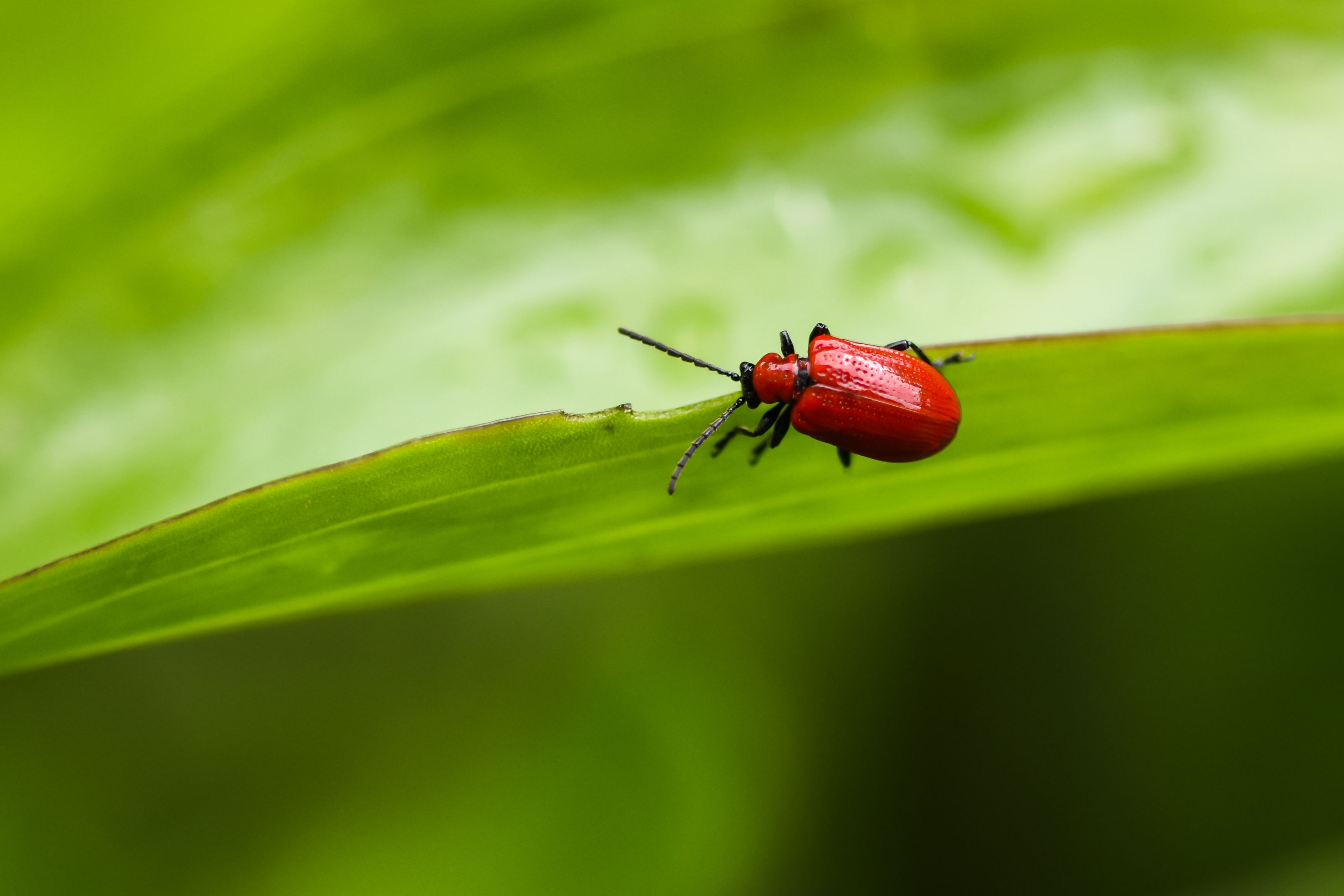 Insect Hormiga Photos, Download The BEST Free Insect Hormiga Stock