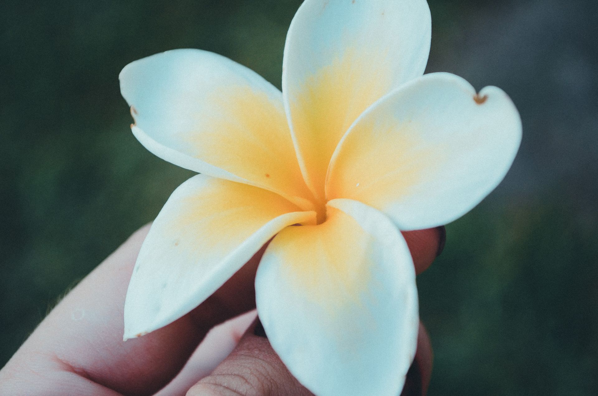 Delicate plumeria flower in hand, showcasing exotic tropical beauty with soft pastel hues.