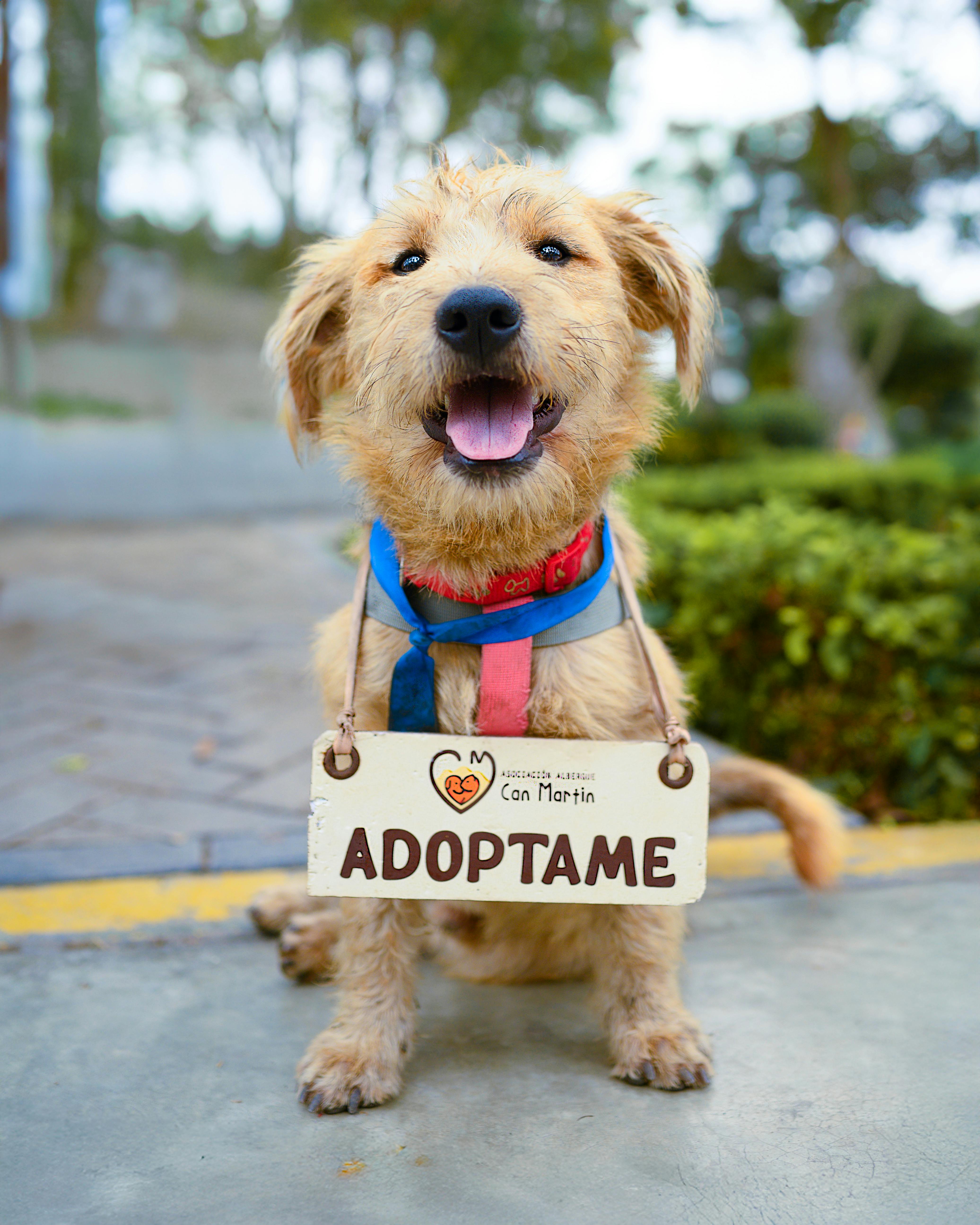 Sarama presenta un modelo fundacional interespecies para perros con collar de IA