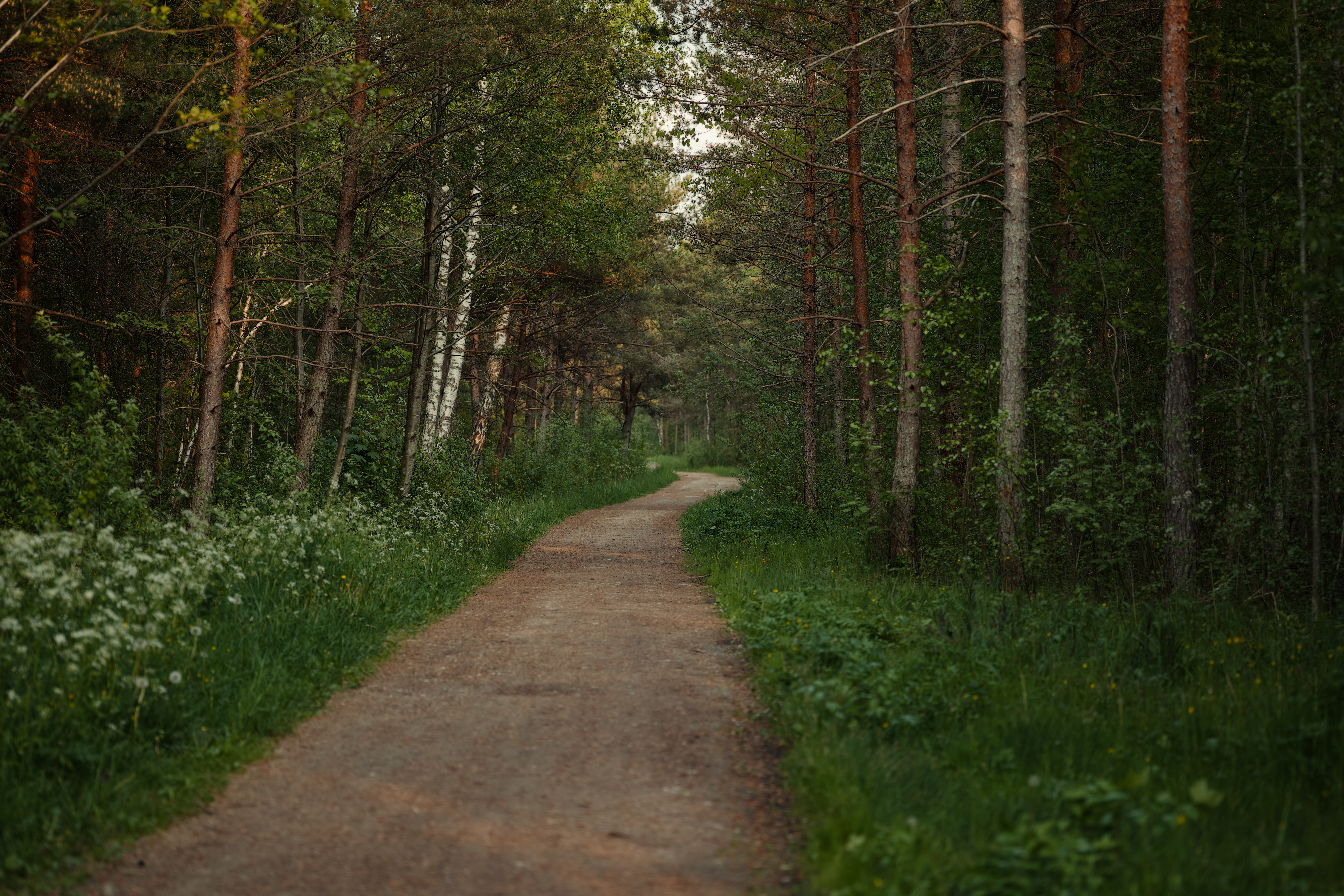 Serene Woodland Path in Lush Green Forest · Free Stock Photo
