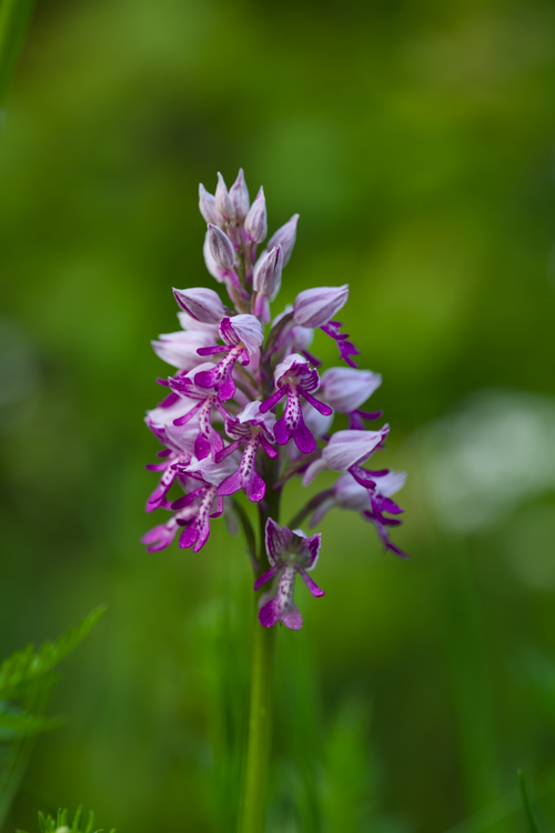 Free Close-up of a vibrant purple orchid in a lush green background, highlighting its delicate beauty. Stock Photo