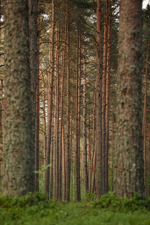 Free A tranquil view of a coniferous forest with tall tree trunks and lush greenery. Stock Photo