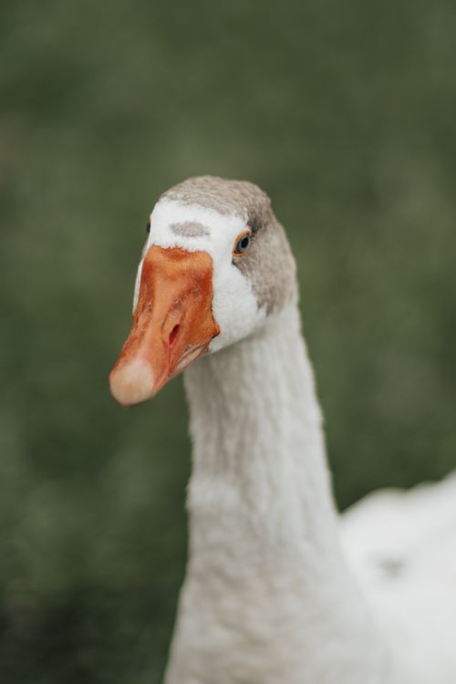 Free A detailed close-up of a goose with a vivid orange beak standing on a grassy field. Stock Photo