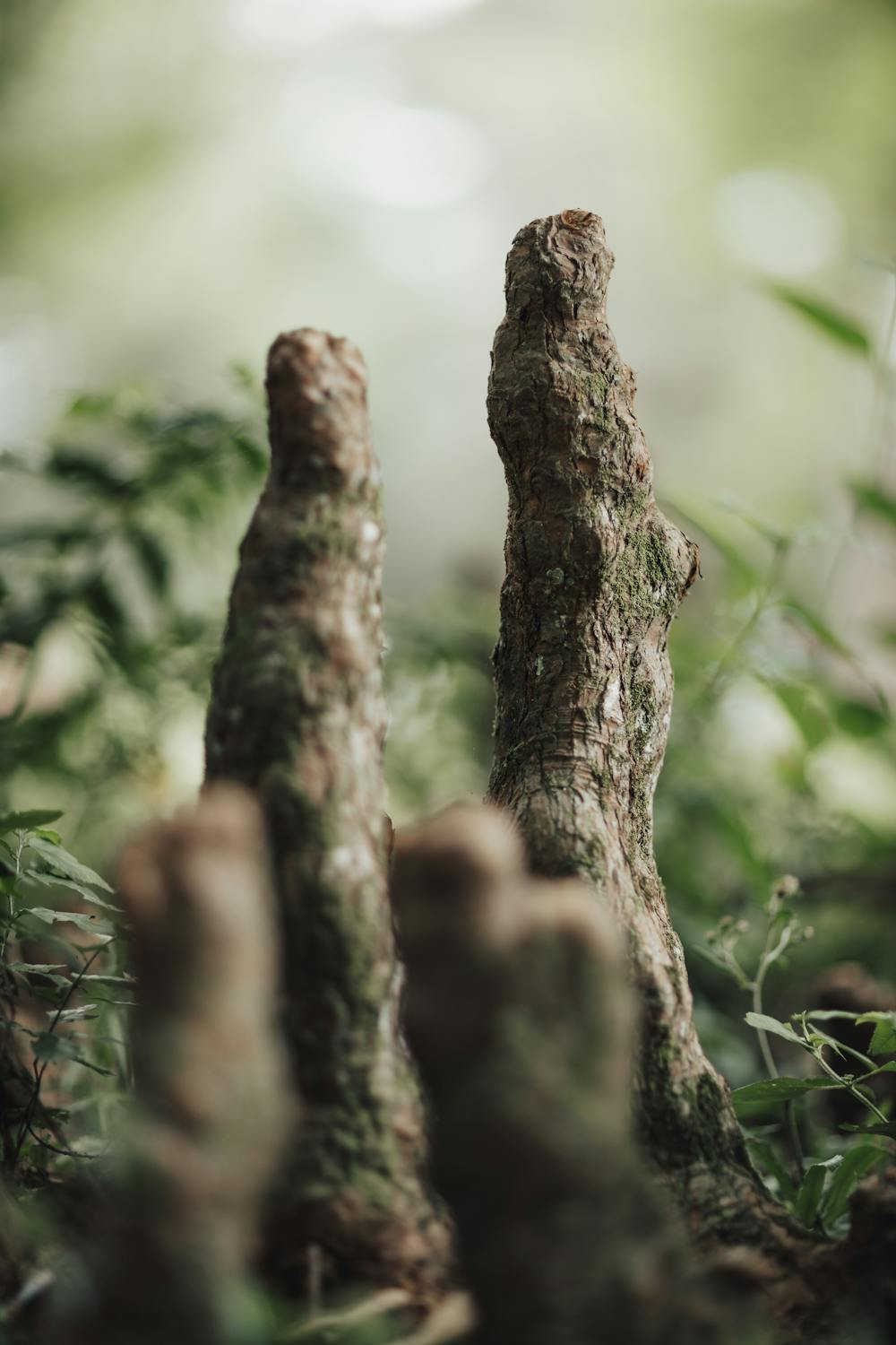 Close-Up of Unique Tree Roots in Forest · Free Stock Photo