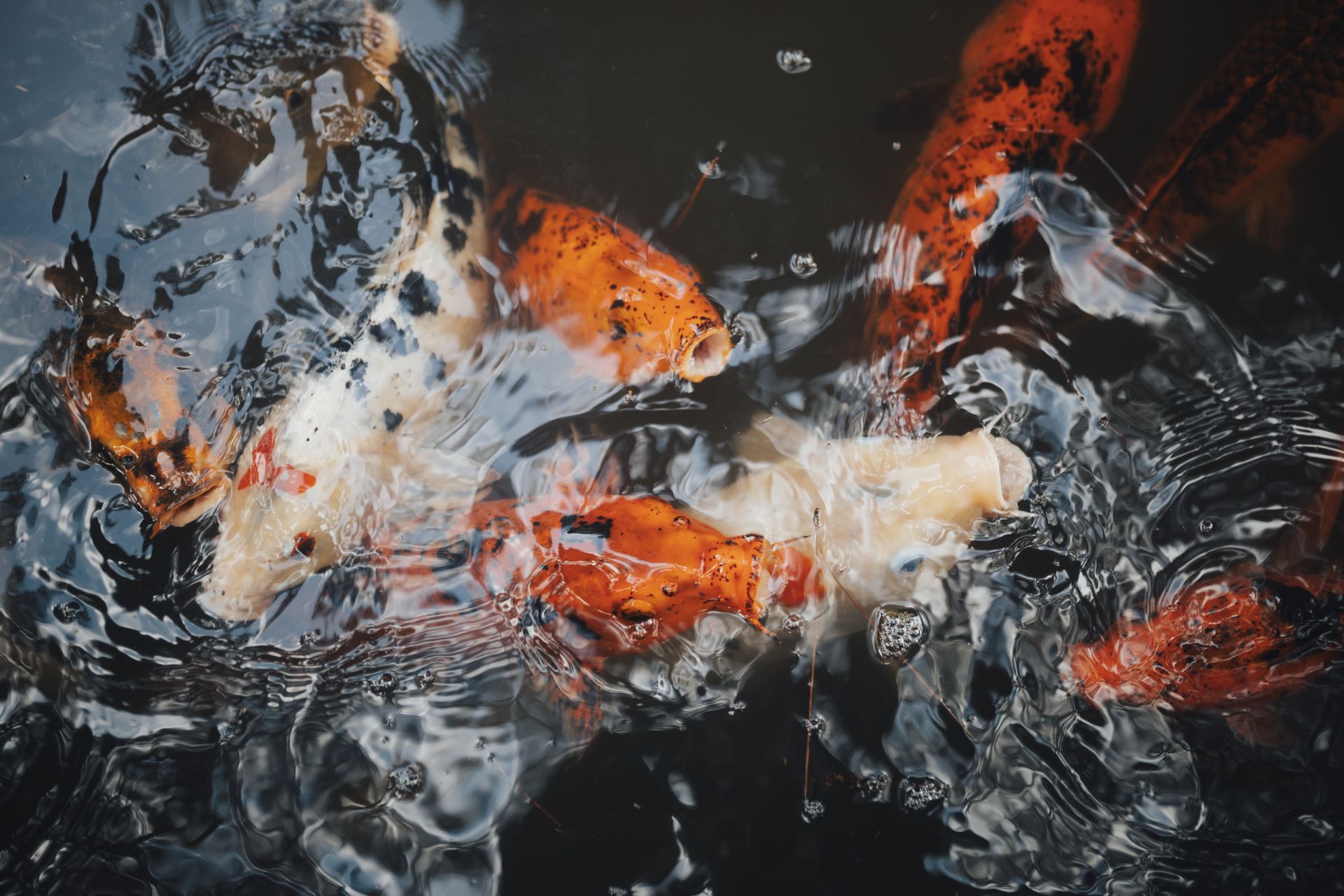 Vibrant koi fish swimming in clear water with reflections and ripples creating a serene aquatic scene.