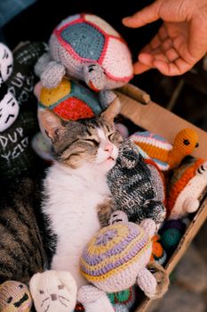 Cute cat resting with colorful crochet toys in a cozy setup. Perfect for pet lovers.
