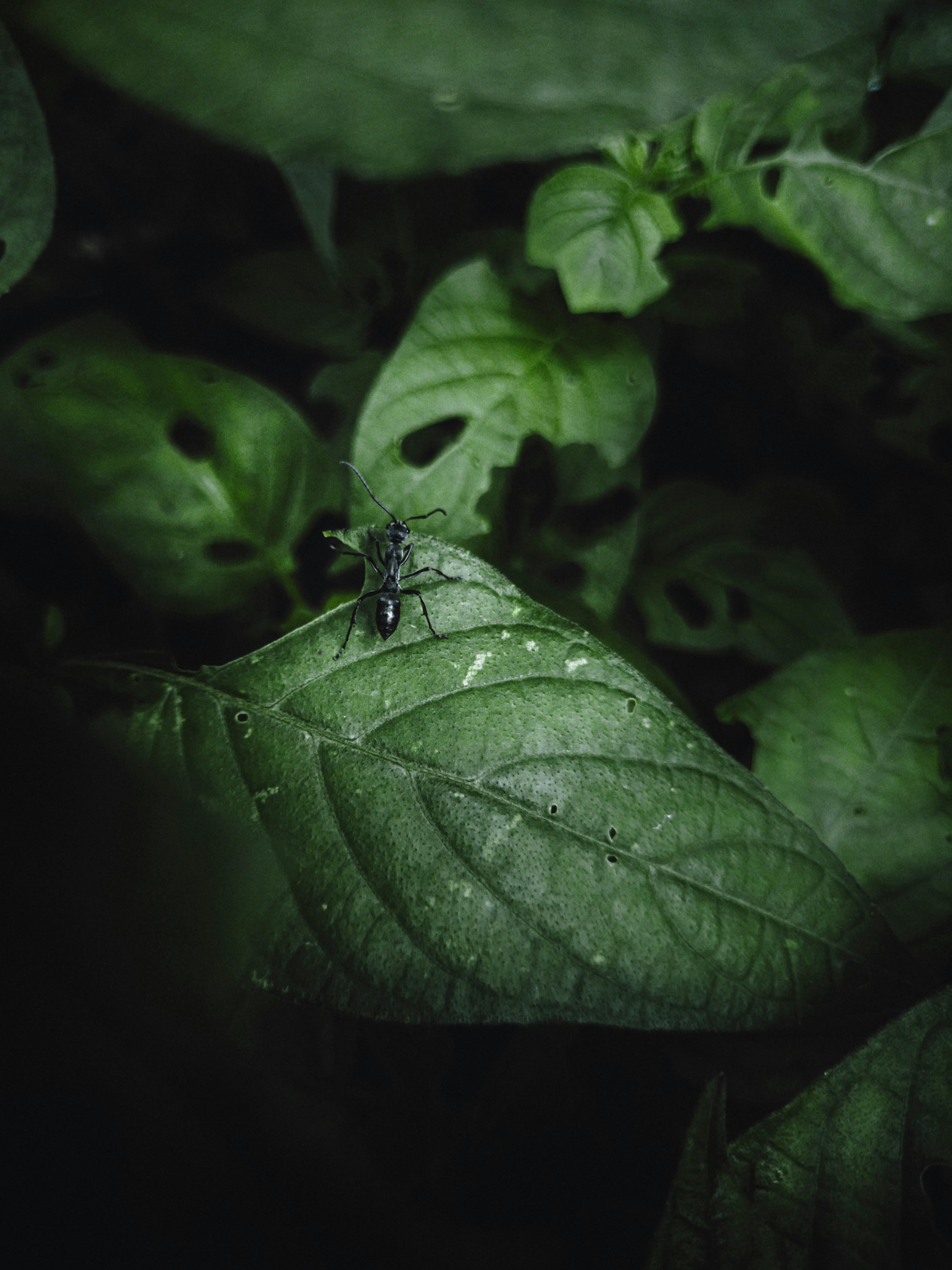 Close-up of an ant on a leaf amidst lush greenery in a KL, India forest.