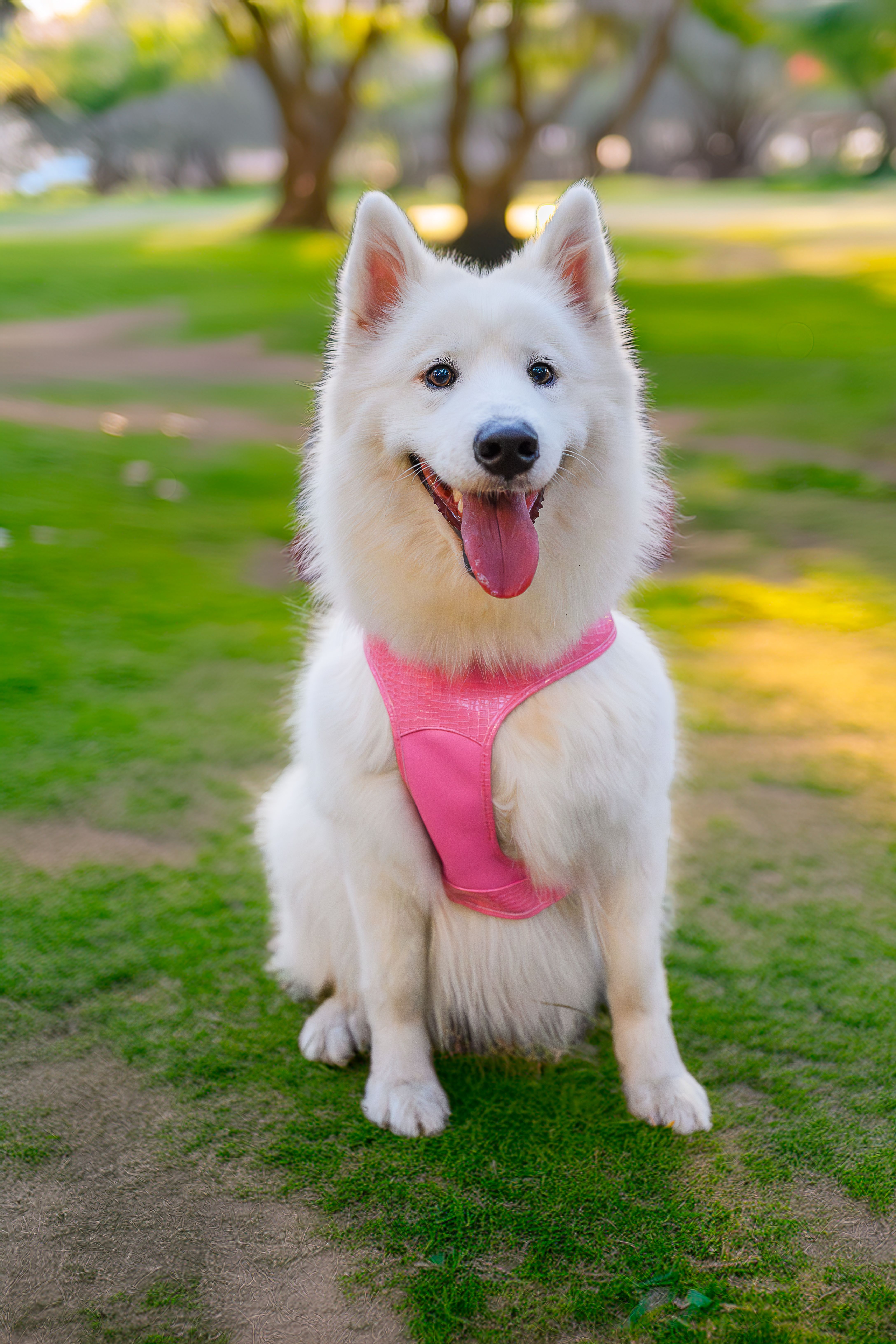 Dog Breed Photos, Download The BEST Free Dog Breed Stock Photos & HD Images