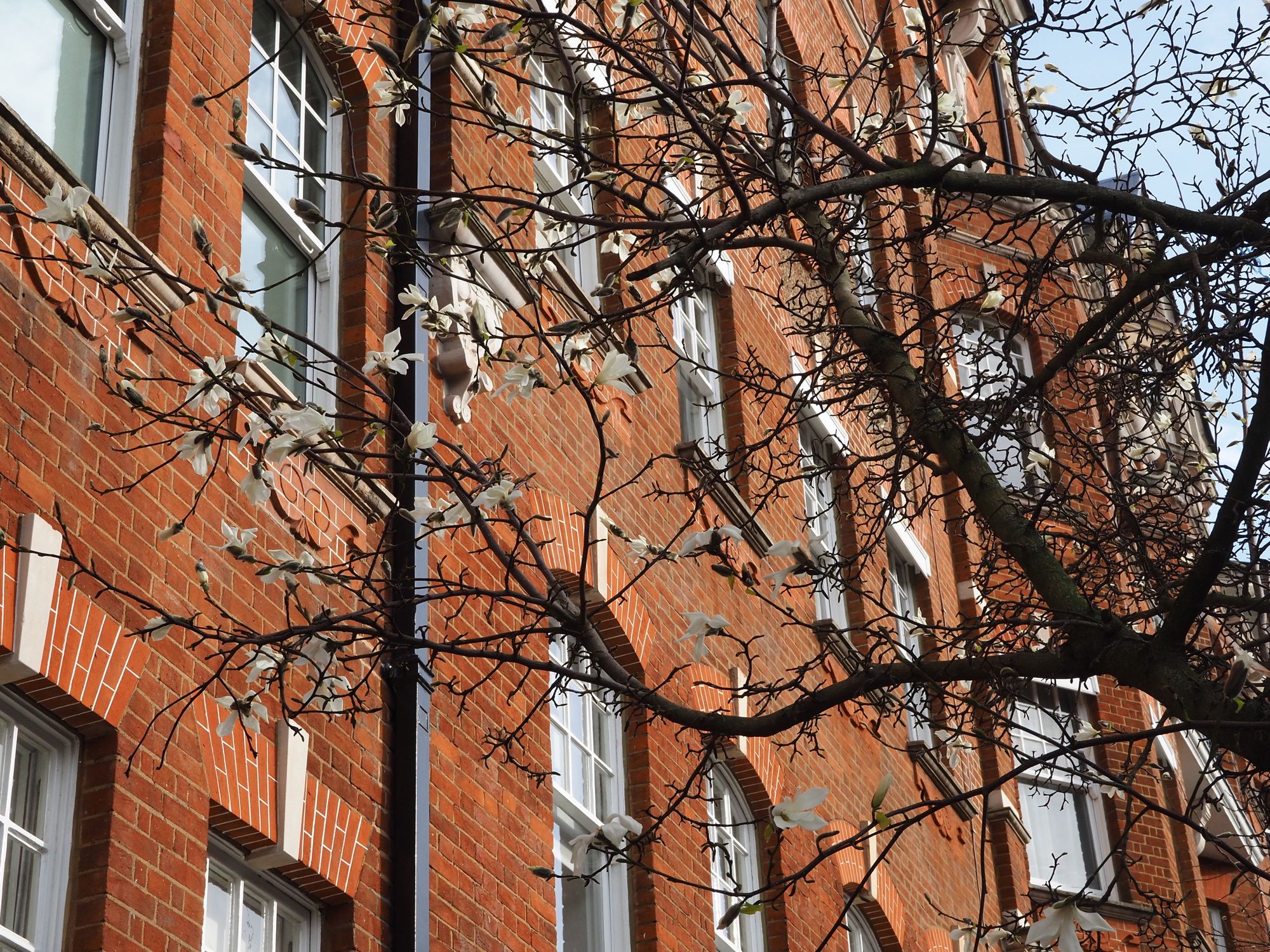 Historic Brick Building with Spring Blossoms · Free Stock Photo