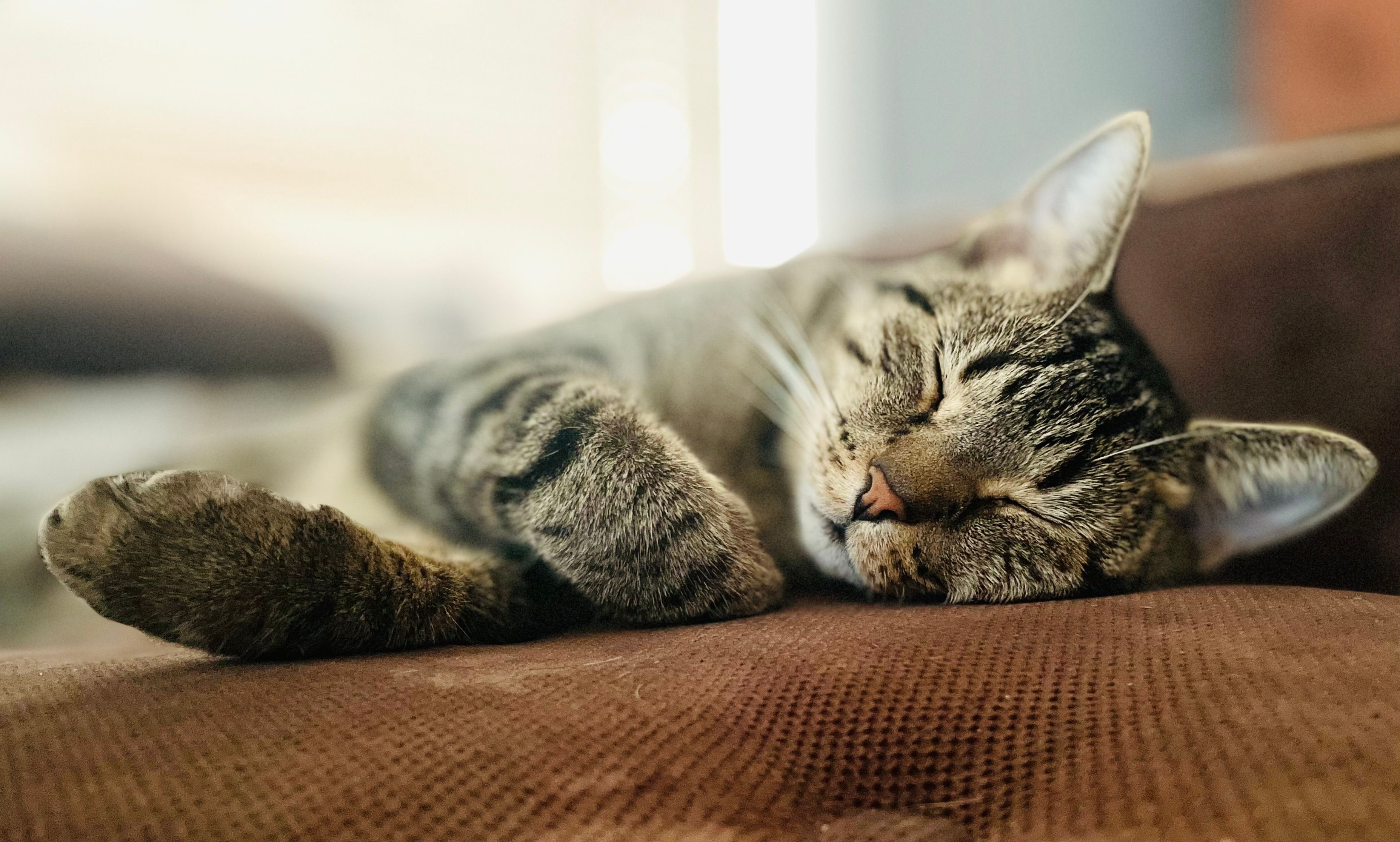 8 Things to Know About Pet Insurance — Photo by Ana Ibarra on Pexels