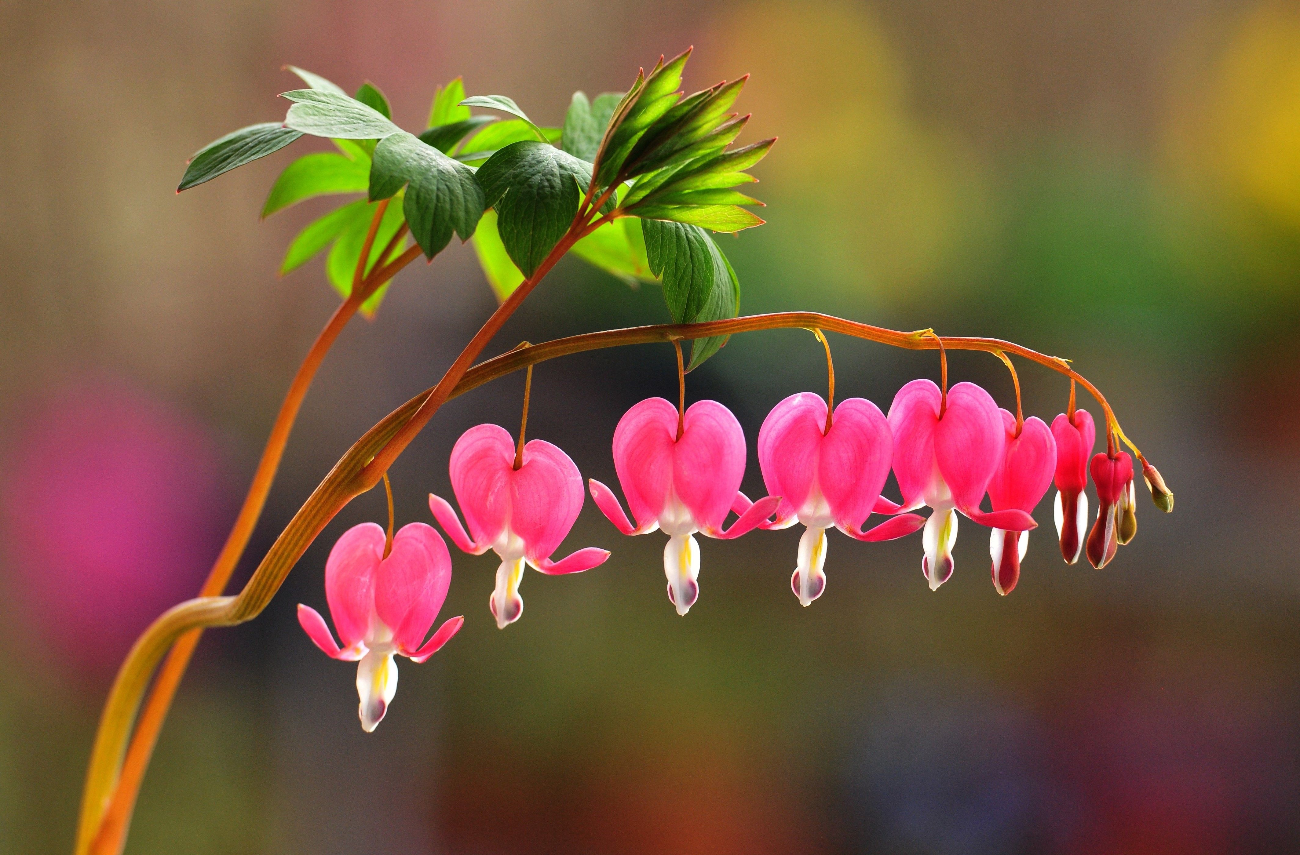 Close-up of Vibrant Pink Bleeding Heart Flowers · Free Stock Photo