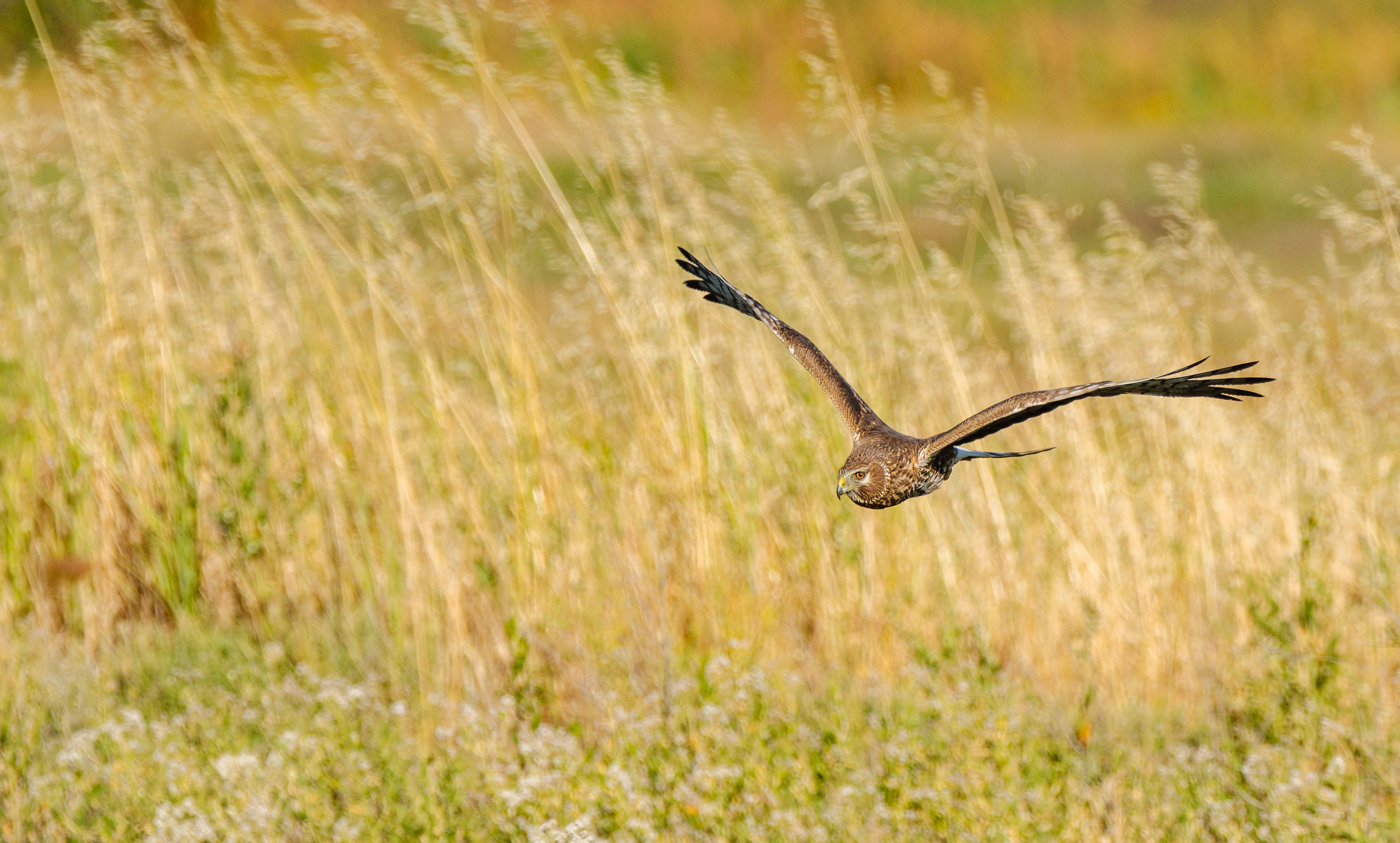 Cotswold Falconry Centre at Batsford