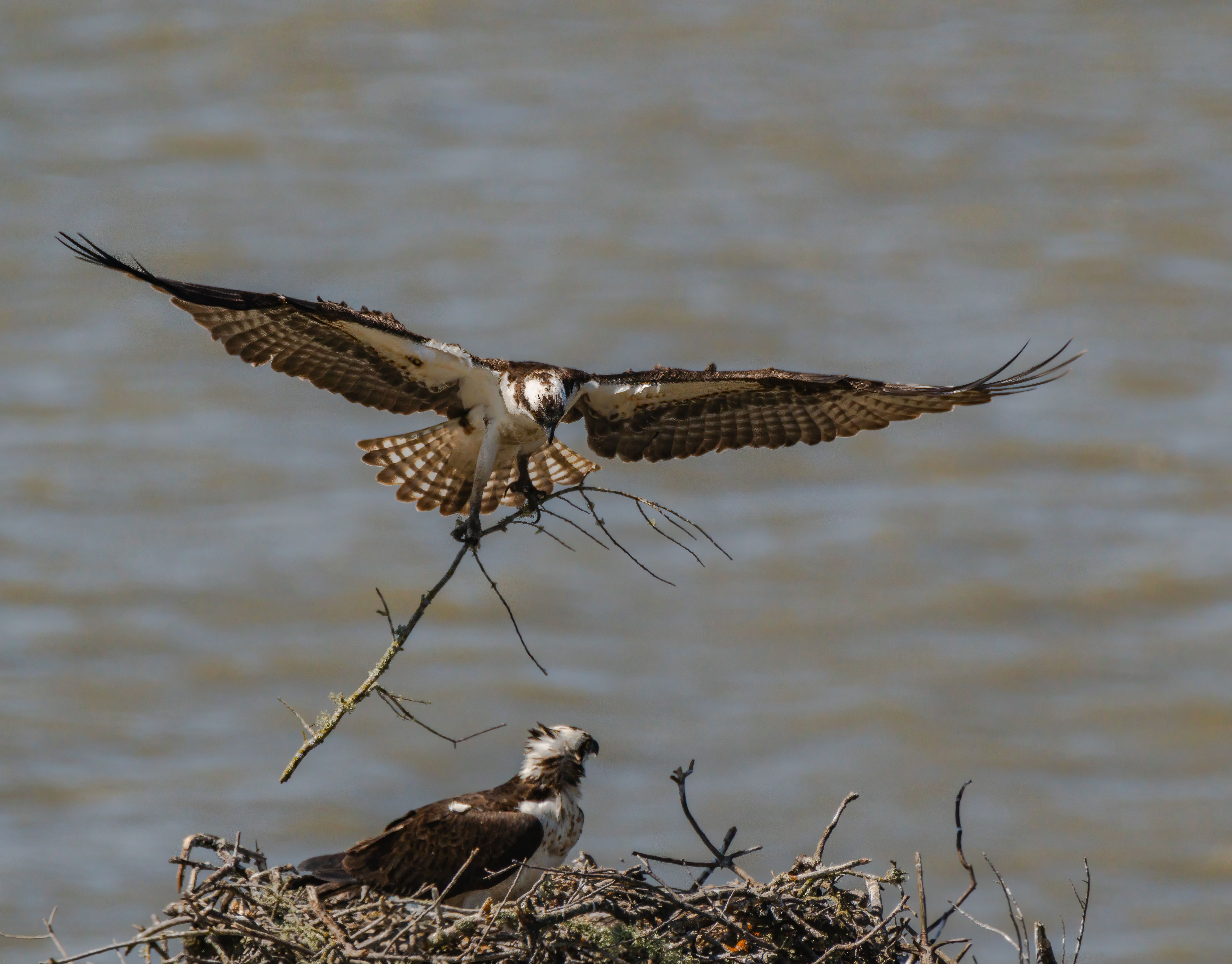 Why do fish make nests? - The Institute for Environmental Research and ...
