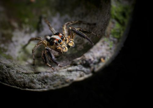 Free Detailed macro photo of a jumping spider showcasing its intricate features and natural surroundings. Stock Photo