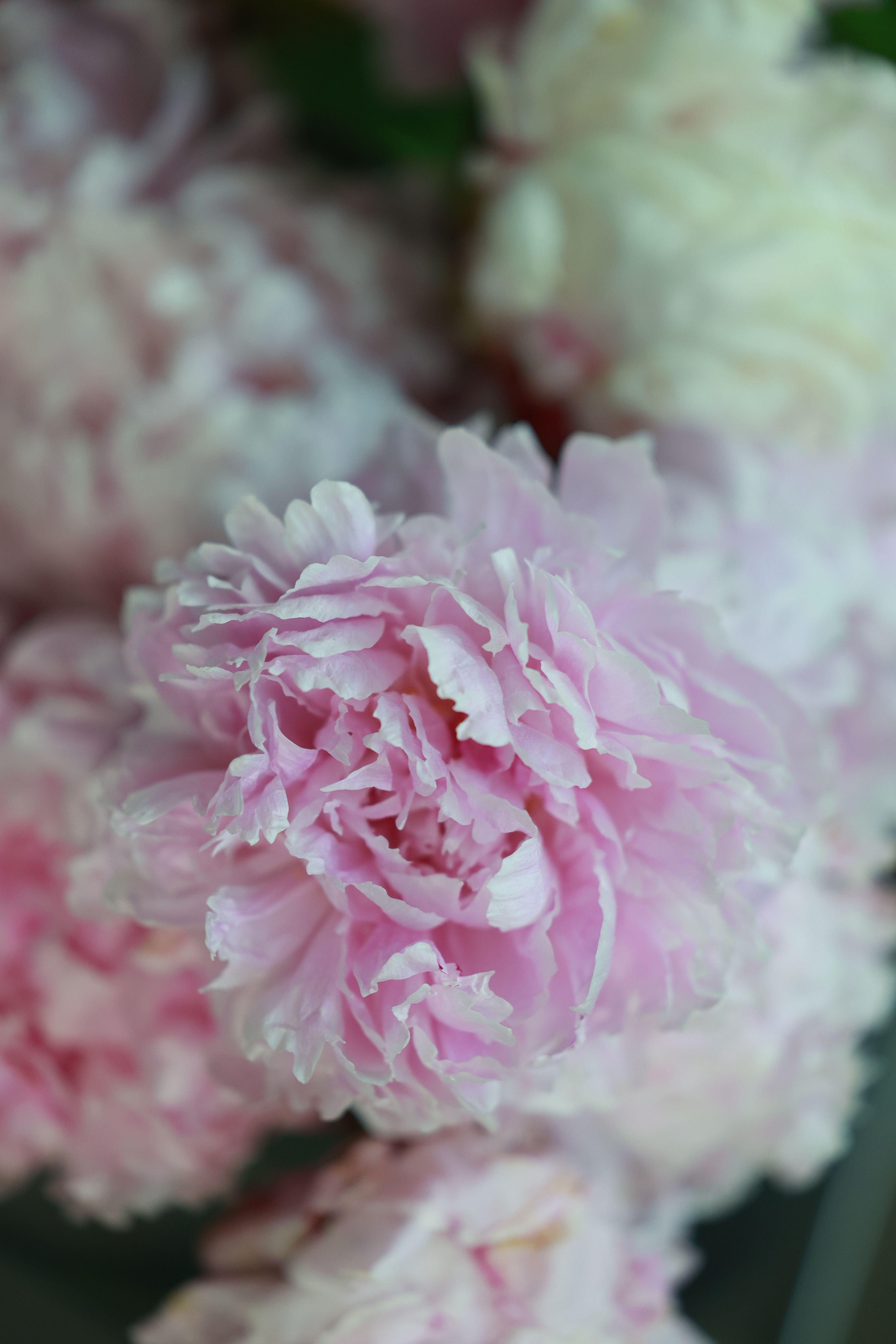 Close-up of Vibrant Pink Peony Flower in Bloom · Free Stock Photo