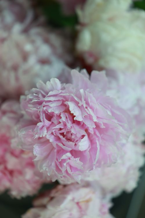 Free Stunning close-up of a vibrant pink peony in full bloom, showcasing delicate petals. Stock Photo