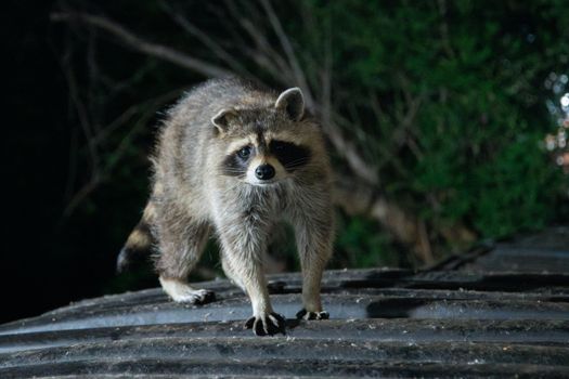 A curious raccoon exploring atop a roof under the night sky in a woodland area.
