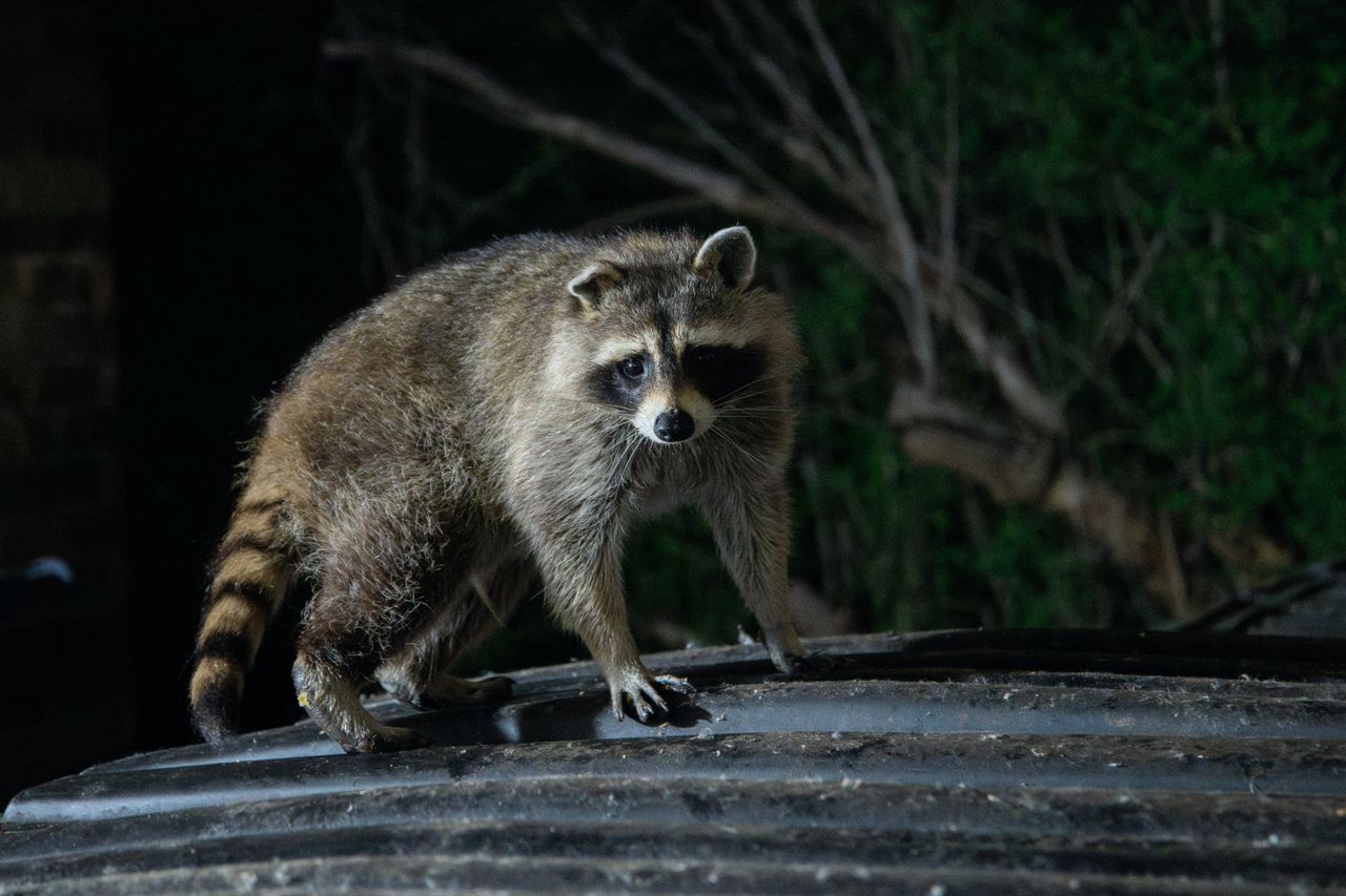 a raccoon stands on a garbage can illuminated in a dark forest setting