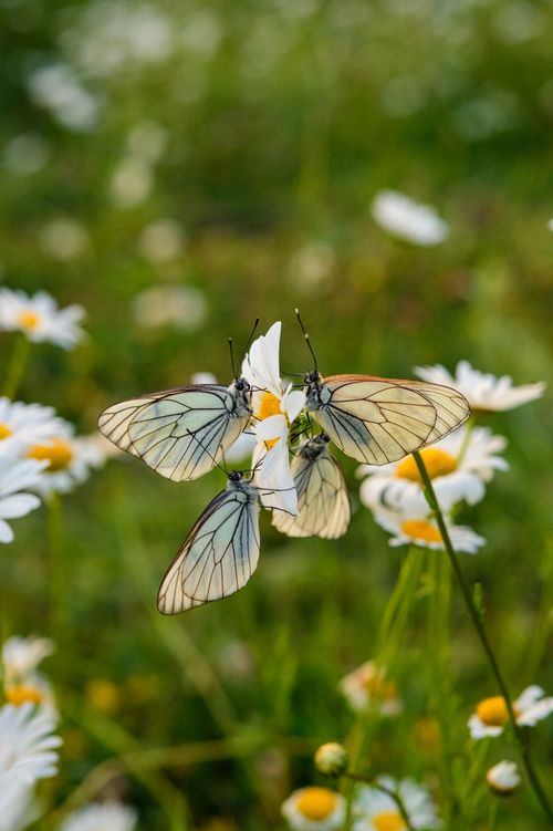 Free Beautiful butterflies resting on white daisies in a vibrant summer meadow. Stock Photo