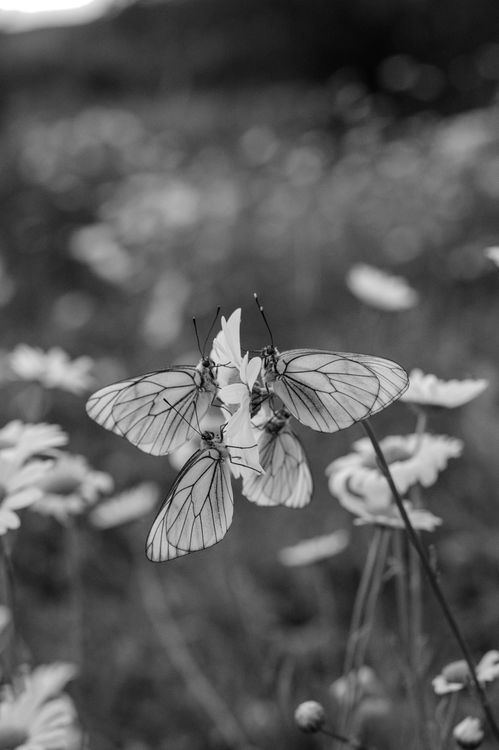 Black and White Butterflies on a Flower · Free Stock Photo
