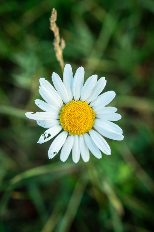 Free Detailed view of a daisy with white petals and a vibrant yellow center against a green background. Stock Photo
