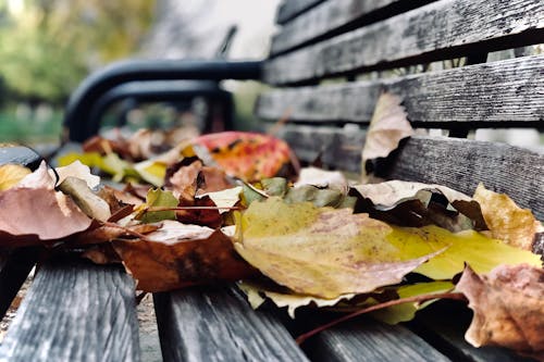 Dry Leaves