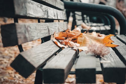 Leaves On A Bench