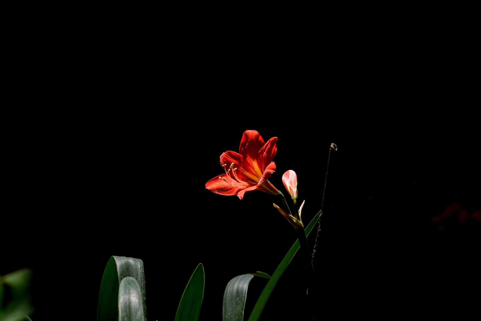 A vivid red lily flower stands out beautifully against a dark background, showcasing nature's elegance.