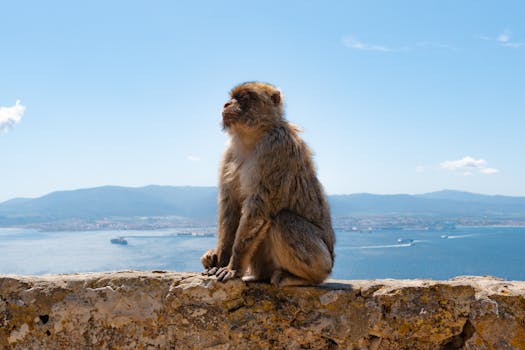 Barbary macaque perched on Gibraltar's Rock with ocean view under a clear sky.
