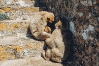A family of Barbary macaques resting in their natural habitat in Gibraltar, outdoors on rocky terrain.